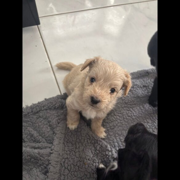 Mixed Breed - Both