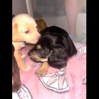 Mixed Breed - Both