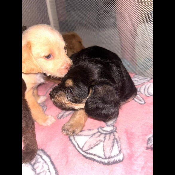 Mixed Breed - Both