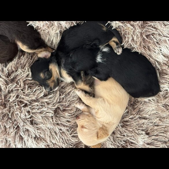 Mixed Breed - Both