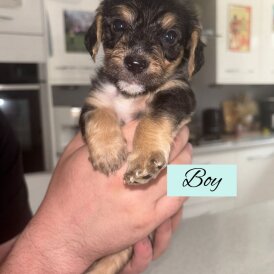 Mixed Breed - Both