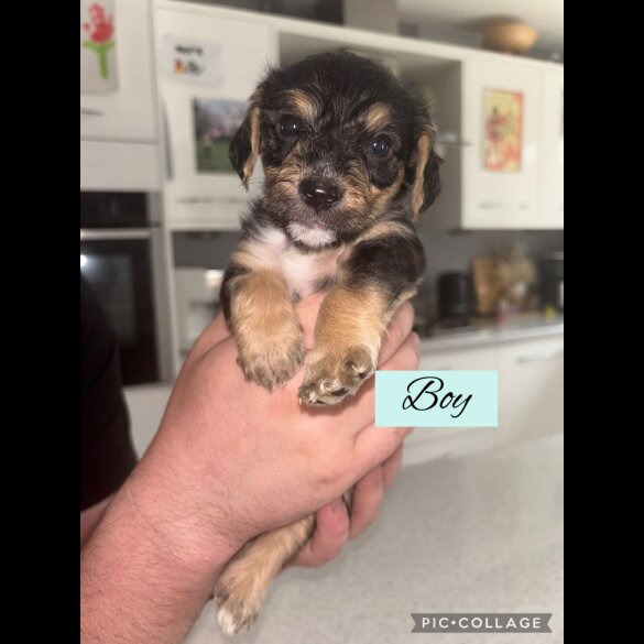 Mixed Breed - Both