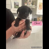 Mixed Breed - Both