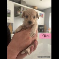 Mixed Breed - Both