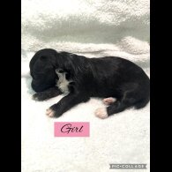 Mixed Breed - Both