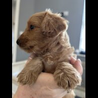 Mixed Breed - Both
