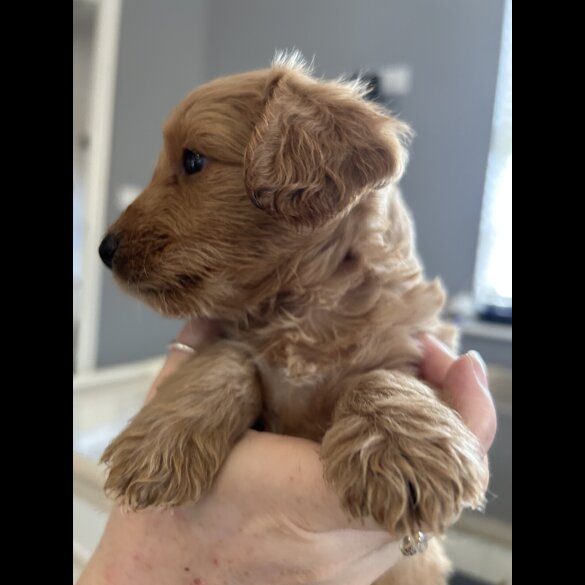 Mixed Breed - Both
