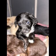 Mixed Breed - Both