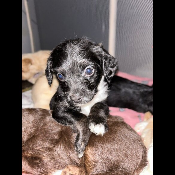 Mixed Breed - Both
