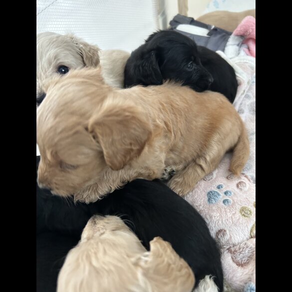 Mixed Breed - Both