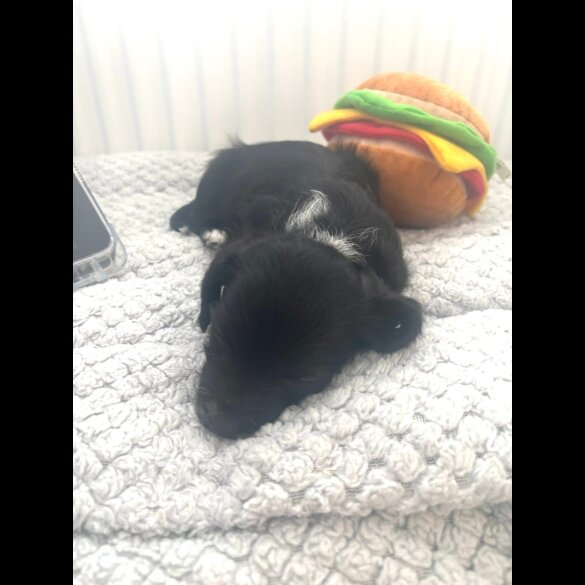 Mixed Breed - Both