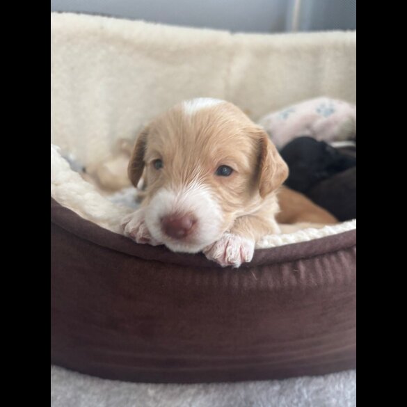 Mixed Breed - Both