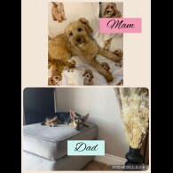 Mixed Breed - Both