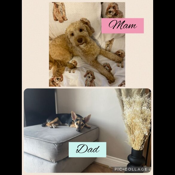 Mixed Breed - Both