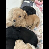 Mixed Breed - Both