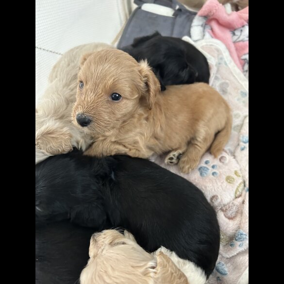 Mixed Breed - Both