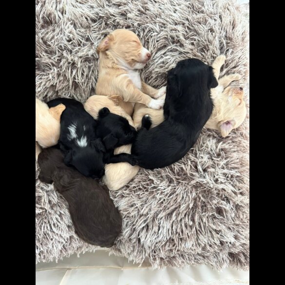 Mixed Breed - Both