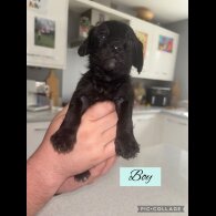 Mixed Breed - Both