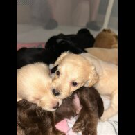 Mixed Breed - Both