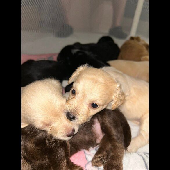 Mixed Breed - Both