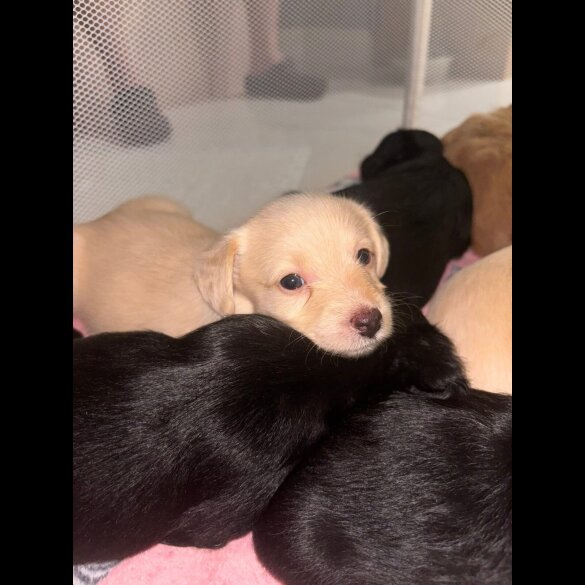 Mixed Breed - Both