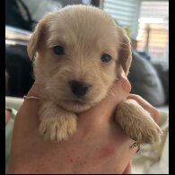 Mixed Breed - Both