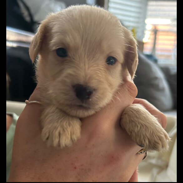 Mixed Breed - Both