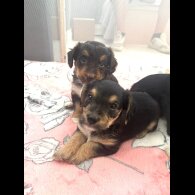 Mixed Breed - Both