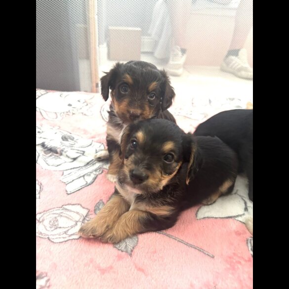Mixed Breed - Both