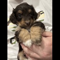 Mixed Breed - Both