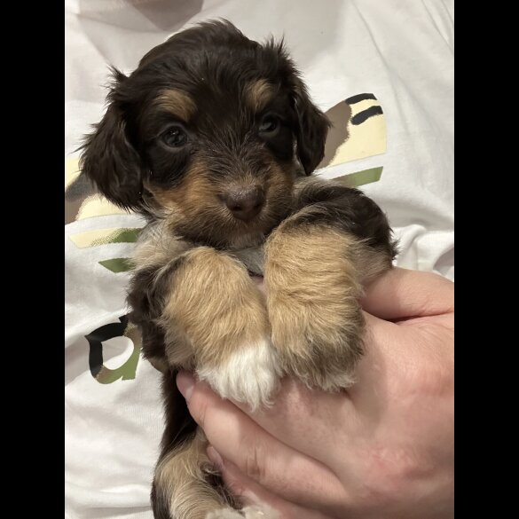Mixed Breed - Both