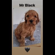 Cockapoo - Both