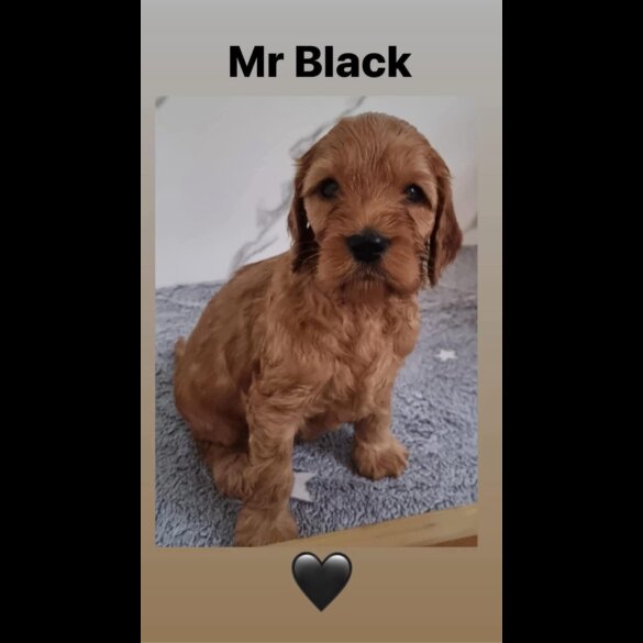 Cockapoo - Both