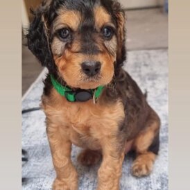 Cockapoo - Both