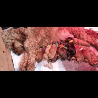Cockapoo - Both