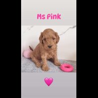 Cockapoo - Both
