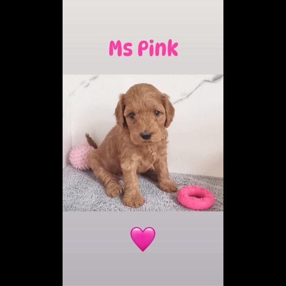 Cockapoo - Both