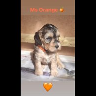 Cockapoo - Both