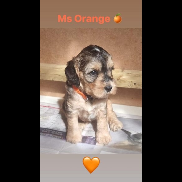 Cockapoo - Both