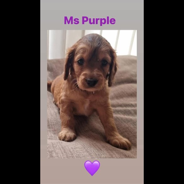 Cockapoo - Both
