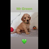 Cockapoo - Both