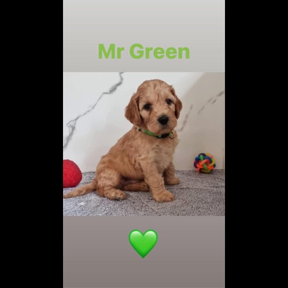 Cockapoo - Both
