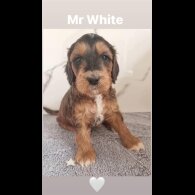 Cockapoo - Both