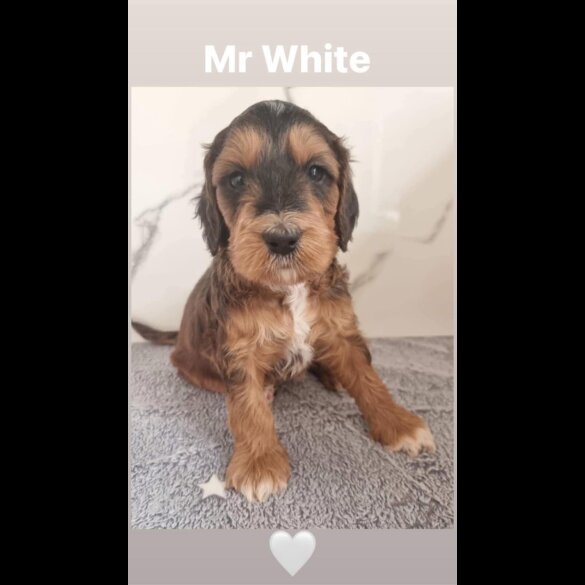 Cockapoo - Both
