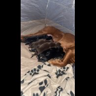 Mixed Breed - Both