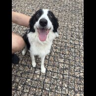 Mixed Breed - Both