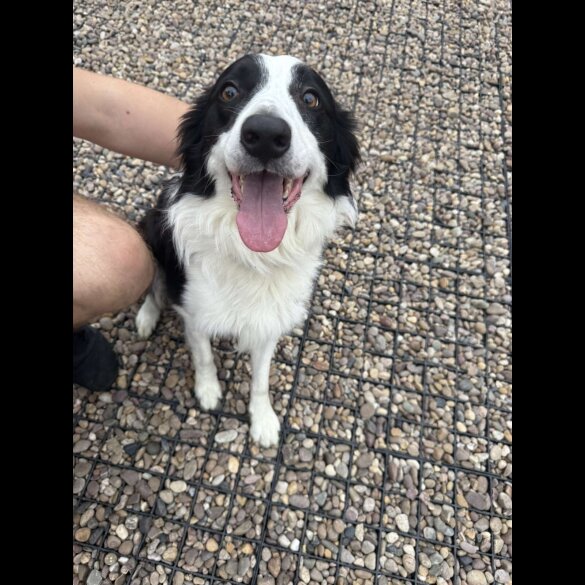 Mixed Breed - Both