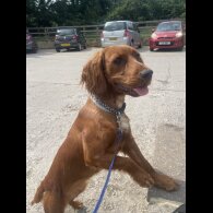 Mixed Breed - Both