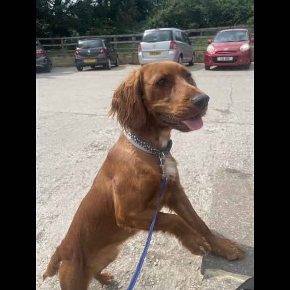 Mixed Breed - Both