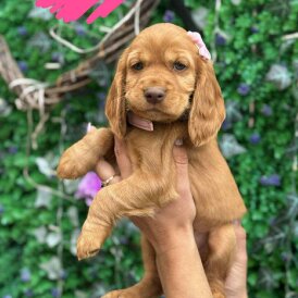 Cocker Spaniel (Working &amp; Show) - Both